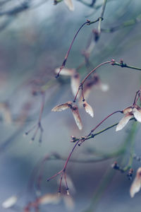 Close-up of twigs against sky