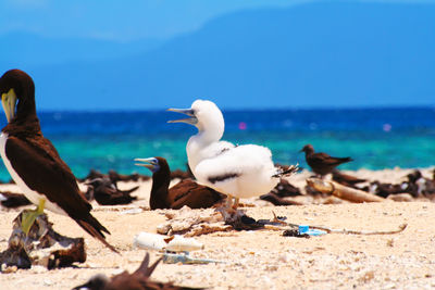 Sulas on beach on an island off of cairns, australia 