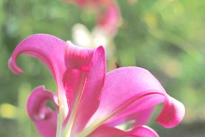 Close-up of pink flowering plant