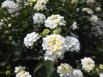 Close-up of white flowering plant