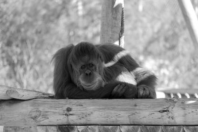 Close-up of monkey on wood at zoo