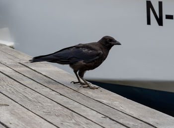 Bird perching on wood