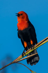 Low angle view of bird perching against clear blue sky