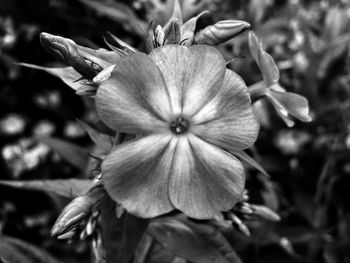 Close-up of flower