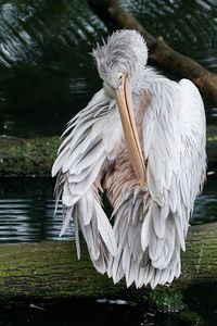 Close-up of pelican perching on lake