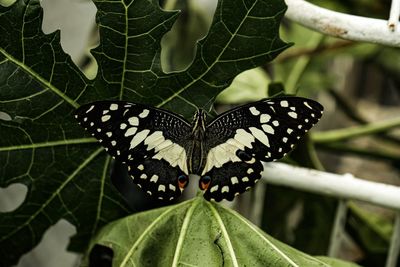 Close-up of butterfly on leaf