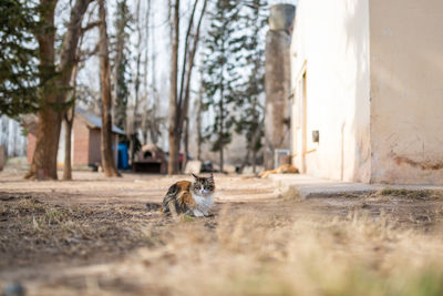 Surface level of a horse