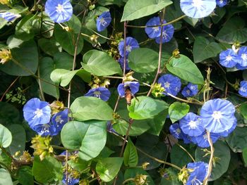 Close-up of purple flowers