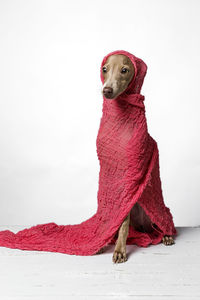 Dog wrapped in fabric looking away against white background