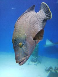 Close-up of fish swimming in aquarium