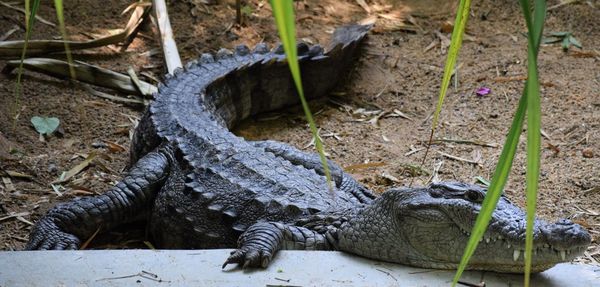 Close-up of lizard