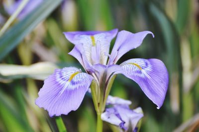 Close-up of purple iris