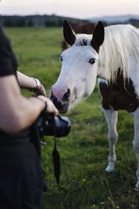 Close-up of hand feeding horses on field