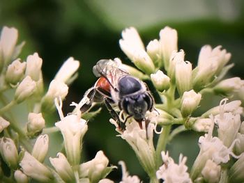 Close-up of insect on flower