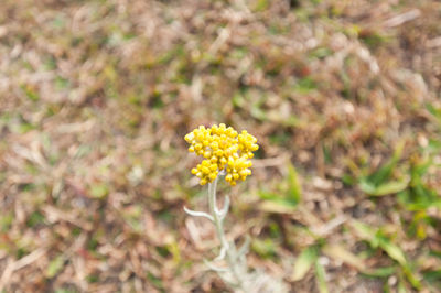 Close-up of yellow flowers