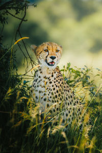 Close-up of cheetah