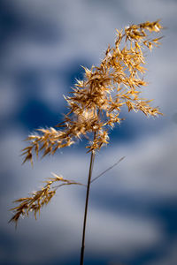 Close-up of wilted plant against sky