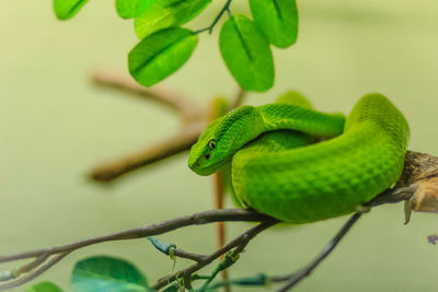 Close-up of lizard on tree