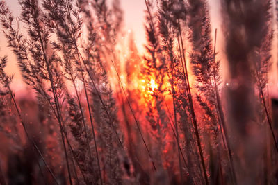 Close-up of plants on field against sky during sunset