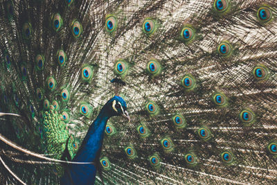 Full frame shot of peacock