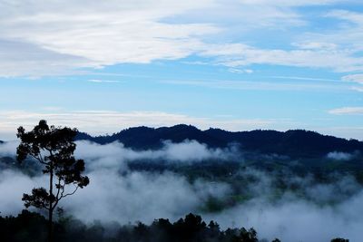 Scenic view of trees against sky