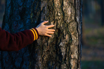 Woman hand touches a pine tree trunk, close-up. human hand touches a tree trunk. 