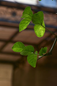 Close-up of green leaves on plant