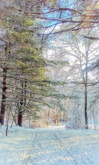 View of bare trees in snow