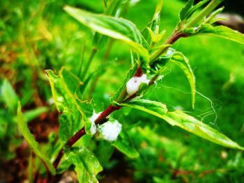 Close-up of insect on plant