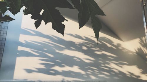 Close-up of leaves against sky