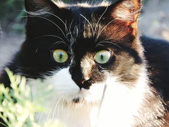 Close-up portrait of cat