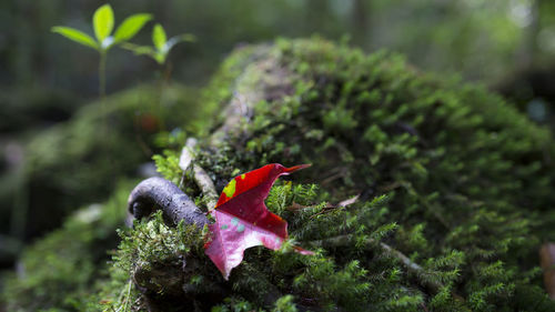 Close-up of red crab on plant
