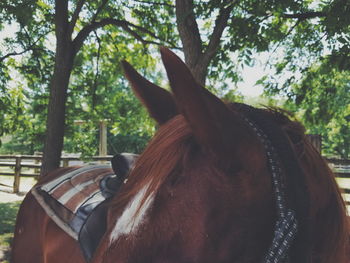 Close-up of horse standing on tree