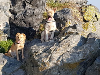 Dog standing on rock