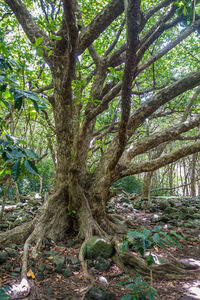 Trees in forest