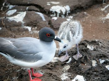 Close-up of seagull on rock