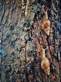 Close-up of shells on tree trunk