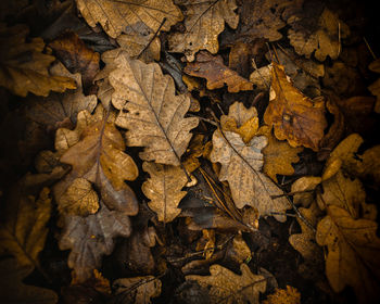 Full frame shot of dried leaves