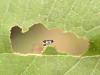 High angle view of insect on green leaf