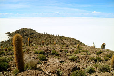 Isla del pescado rocky outcrop filled with trichocereus cactus plants in uyuni salt flats, bolivia