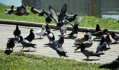 Birds flying over water
