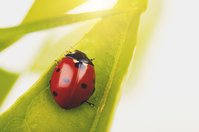 ladybug