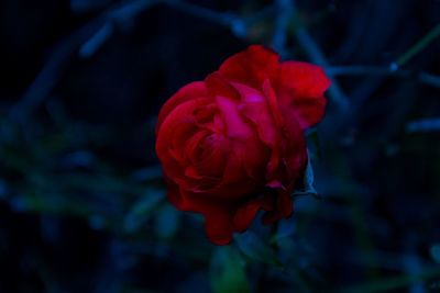 Close-up of red rose