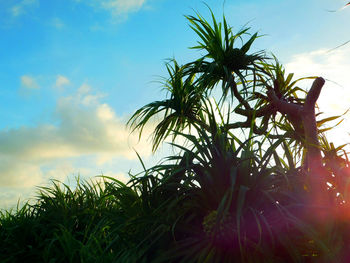 Low angle view of silhouette tree against sky