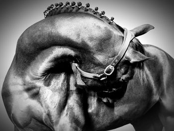 Close-up portrait of an animal