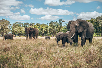 Elephant in a field