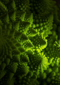 Full frame shot of green plants