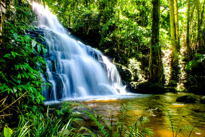 Scenic view of waterfall in forest