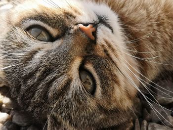 Close-up portrait of a cat