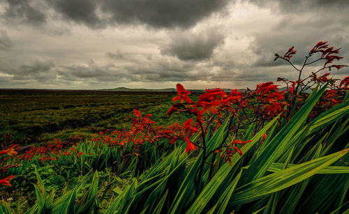 Flowers growing in field against cloudy sky